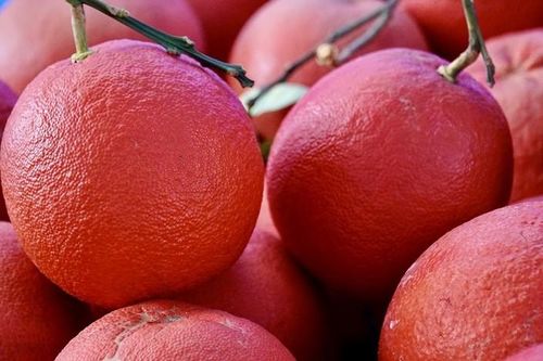 Ghé thăm làng trồng bưởi đỏ 'tiến vua' duy nhất ở Hà Nội