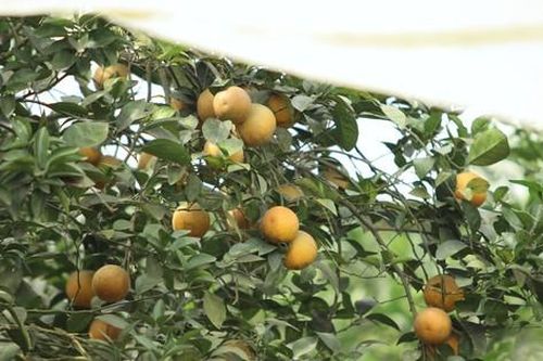 Nông dân bỏ ra hàng trăm triệu 'mắc màn' cho cam