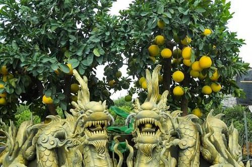 Rồng vàng quấn bưởi bonsai sẵn sàng đón Tết