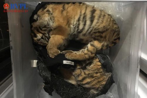 Phát hiện 2 đối tượng ở Hương Sơn - Hà Tĩnh tàng trữ 7 con hổ đông lạnh