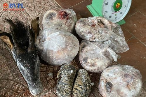 Phê chuẩn khởi tố 2 đối tượng mua bán, tàng trữ động vật hoang dã