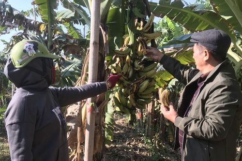 Hải Dương: Nông dân trồng chuối có nguy cơ mất trắng trong vụ Tết Nguyên đán