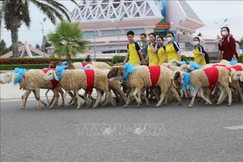 Độc đáo đàn cừu diễu hành đường phố Ninh Thuận chào đón năm mới 2024