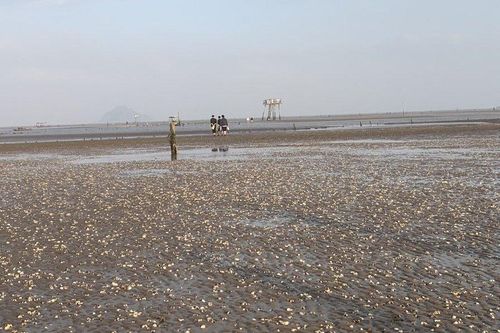 Kết quả xét nghiệm vụ gần 1.000 tấn ngao ở Thanh Hóa bị chết