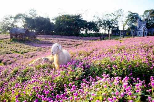 Khám phá cánh đồng hoa đẹp tựa trời Âu giữa lòng Hà Nội