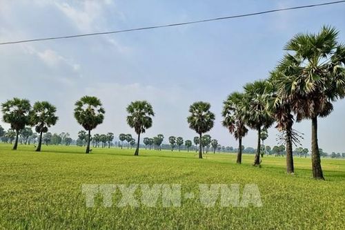 An Giang xây dựng thương hiệu thốt nốt hữu cơ