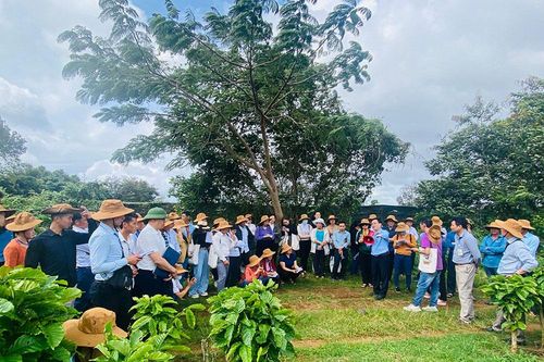 Nâng cao năng lực canh tác cà phê bền vững