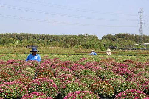 Cung ứng hơn 266 ngàn giỏ hoa cúc mâm xôi phục vụ thị trường Tết và Festival Hoa - Kiểng Sa Đéc