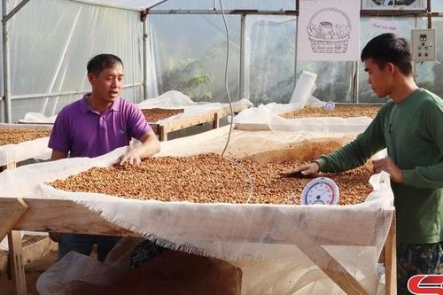 Liên kết sản xuất, nâng cao giá trị sản phẩm cà phê