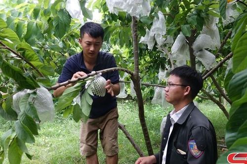 HTX tiêu biểu trong sản xuất nông nghiệp ứng dụng công nghệ cao