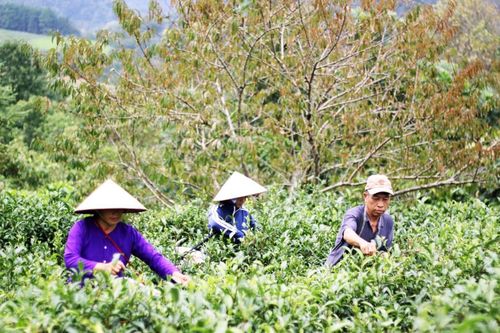 Nguyên Bình đẩy mạnh tái cơ cấu nông nghiệp gắn với xây dựng nông thôn mới