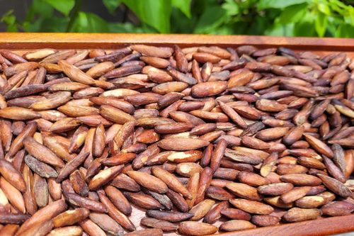 Những lợi ích bất ngờ của hạt bàng