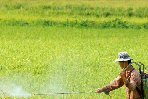 Lạm dụng thuốc bảo vệ thực vật: Hậu quả khó lường