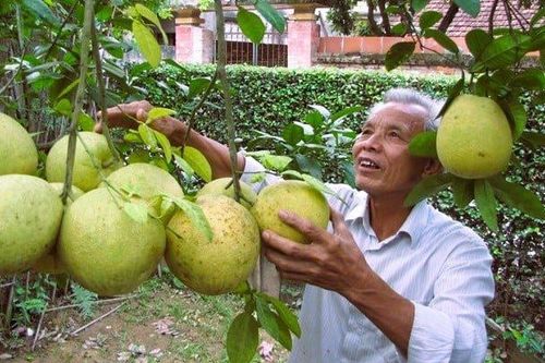 Bưởi đường La Tinh - giống quả quý Hà Nội