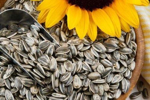 Lợi ích ít người biết của hạt hướng dương với sức khỏe