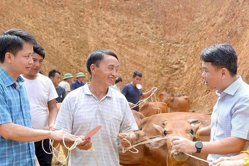 Hiệu quả từ Dự án liên kết hỗ trợ sản xuất và tiêu thụ sản phẩm bò H'Mông