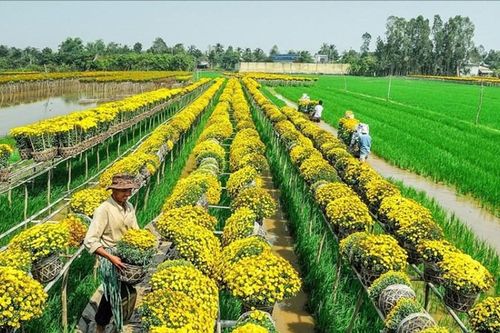 Hoa Tết rộn ràng vào vụ
