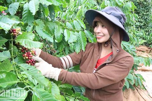 Niềm vui của người trồng cà-phê khi giá tăng cao