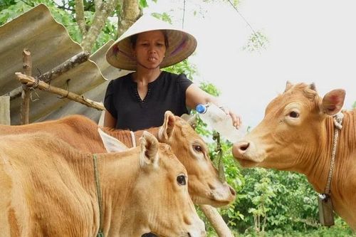 Chủ tịch nước đồng ý sửa đổi Hiệp định tài trợ dự án hỗ trợ phát triển khu vực biên giới