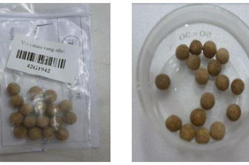 Cảnh báo thuốc trị tiểu đường chứa chất cấm Phenformin