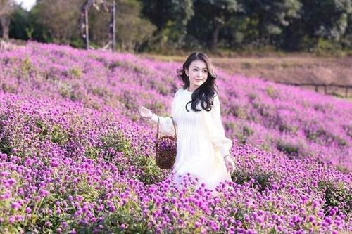 Thung lũng nhuộm màu hồng tím đẹp rực rỡ dưới nắng đông Hà Nội