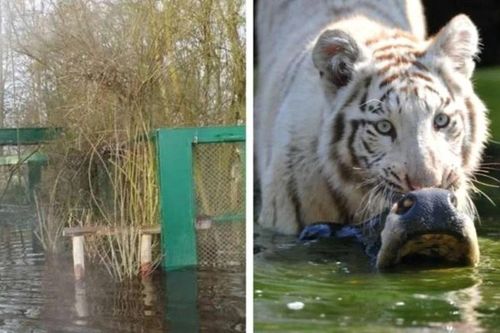 Đức: Vườn thú Serengeti Park phải di dời động vật do ngập lụt
