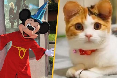 Cảnh báo về trào lưu biến tai mèo cưng thành tai chuột Mickey