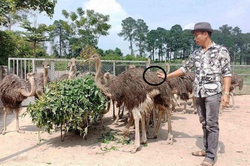 Anh nông dân nuôi 'chim khổng lồ' theo cách 'lạ', không ngờ lãi 700 triệu