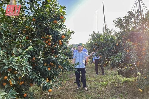 Còn nhiều hạn chế trong liên kết sản xuất nông nghiệp