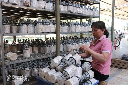 Nhộn nhịp mùa nấm tết
