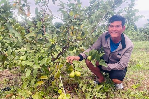 Ia Pa chú trọng 'gắn sao' cho trái cây