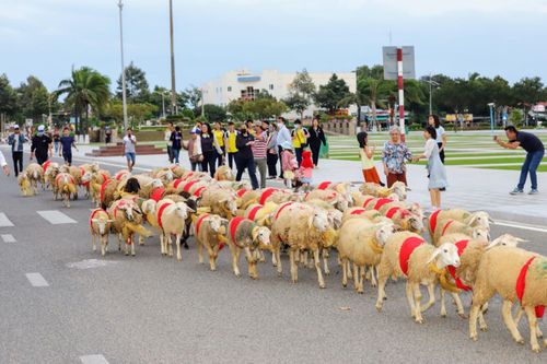300 con cừu đeo nơ trình diễn 'catwalk' trên phố tại Ninh Thuận