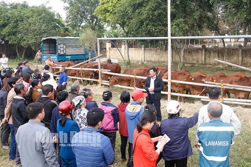 Yên Mô: Bàn giao bò sinh sản cho các hộ nghèo, cận nghèo