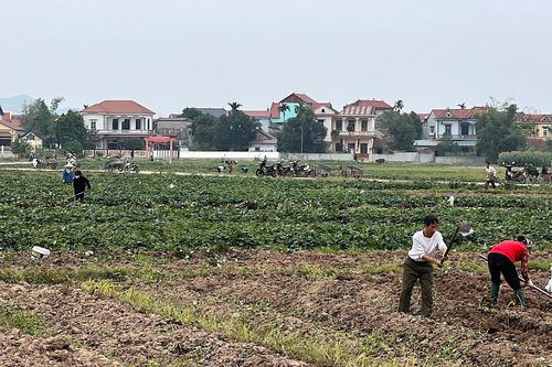 Phùng Nguyên được mùa khoai Hoàng Long
