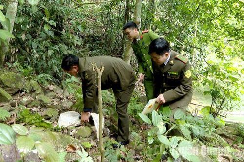 Hạt Kiểm Lâm huyện Lâm Bình thả cá thể rắn hổ mang chúa về rừng tự nhiên