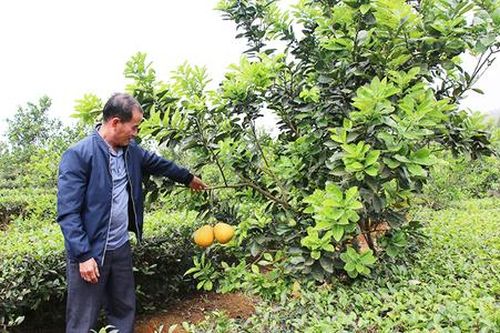 Về đất Tổ, xem nông dân làm giàu với những mô hình tiền tỷ