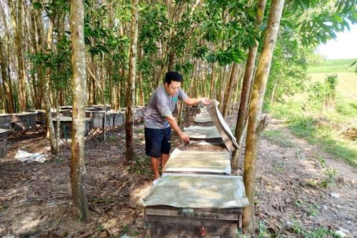 Theo chân những người nuôi ong lấy mật