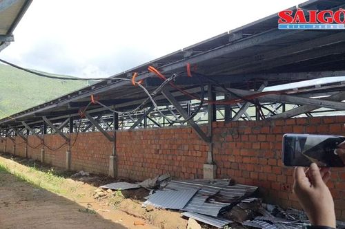 Điện mặt trời 'núp bóng' trang trại nông nghiệp: Tỉnh Phú Yên chỉ đạo xử lý nghiêm
