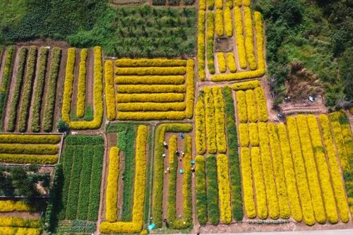 Rực rỡ sắc vàng trên cánh đồng hoa cúc chi ở Hưng Yên