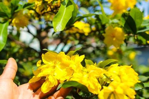 Mai vàng bung nụ sớm, nhiều nhà vườn ở TPHCM lo mất Tết