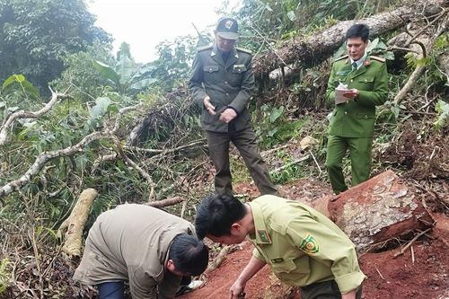 Công an truy tìm lâm tặc phá rừng ở Lai Châu