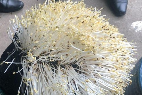 Phát hiện cở sở sản xuất giá đỗ ở Đà Nẵng dùng chất cấm dễ gây ngộ độc