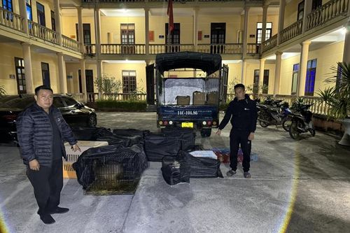 Giải cứu 28 cá thể động vật hoang dã