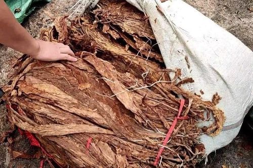 Gần 72.000 tấn thuốc lá nguyên liệu nhập khẩu theo hạn ngạch trong năm 2024