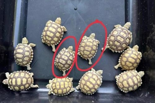 Nhận án tù vì nuôi rùa ngoại lai