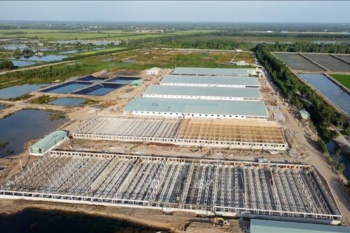 Cần sớm kiểm tra, xử lý ô nhiễm môi trường của trại nuôi lợn giống