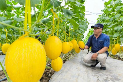 Hậu Giang phát triển các sản phẩm du lịch liên kết, đặc trưng để hút khách
