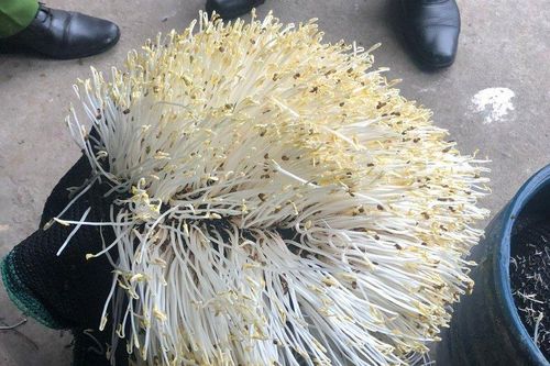 Đà Nẵng: 3 cơ sở sản xuất giá đỗ nghi dùng hóa chất tăng trưởng