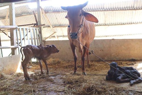 Kỳ lạ bò sinh đôi cách nhau 4 ngày tại tỉnh Tây Ninh