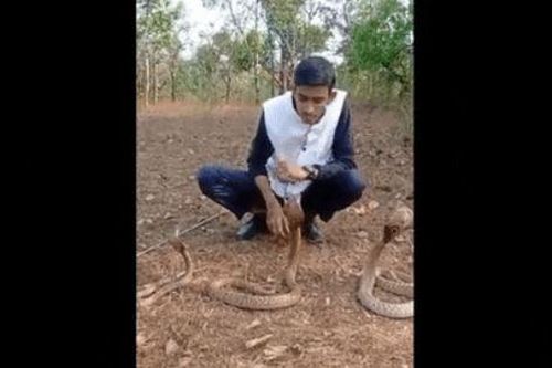 Clip: Đùa nghịch với ba con rắn hổ mang, nam thanh niên nhận cái kết đau đớn